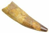 Fossil Spinosaurus Tooth - Real Dinosaur Tooth #363510-1